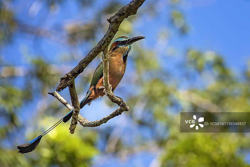绿眉翠鴗图片素材