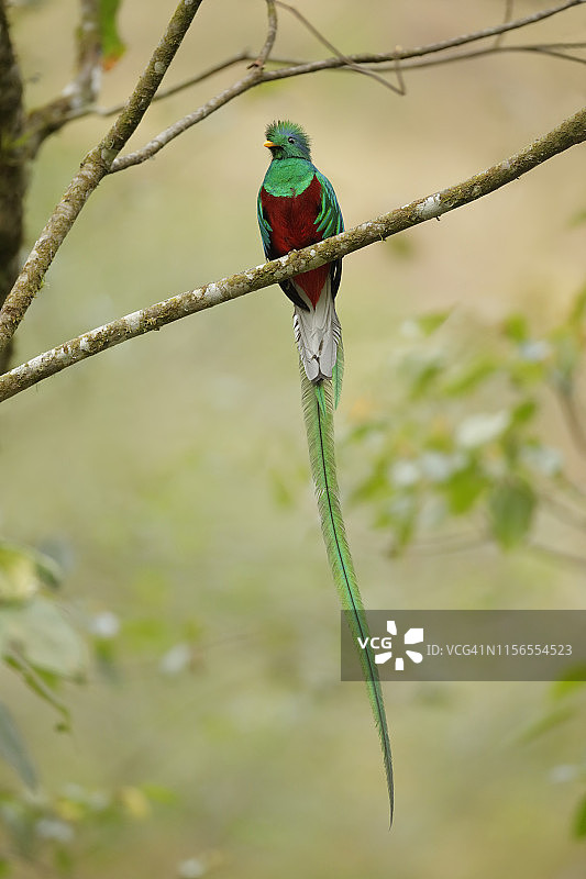 辉煌绿咬鹃图片素材