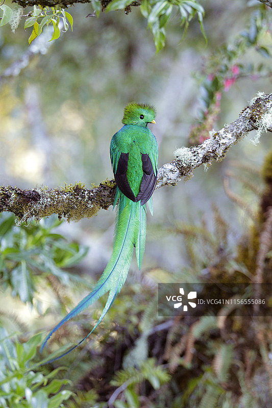 辉煌绿咬鹃图片素材
