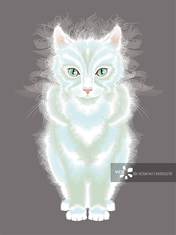 精灵猫图片素材