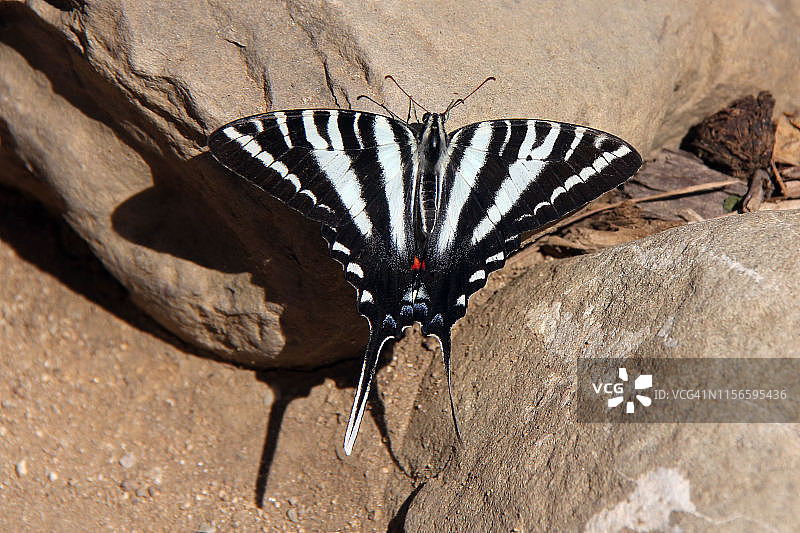 玉带凤蝶图片素材