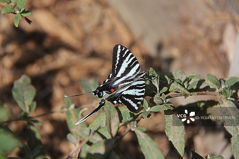 玉带凤蝶图片素材