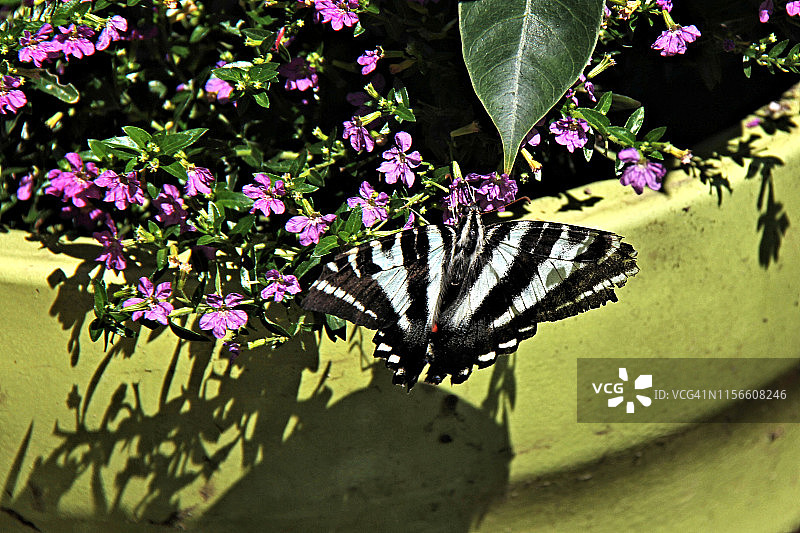 玉带凤蝶图片素材