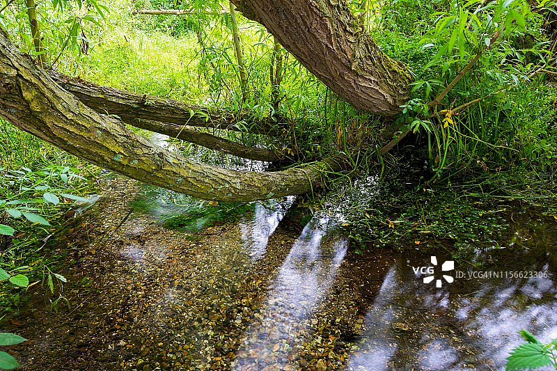 树干和溪流上的阴影图片素材