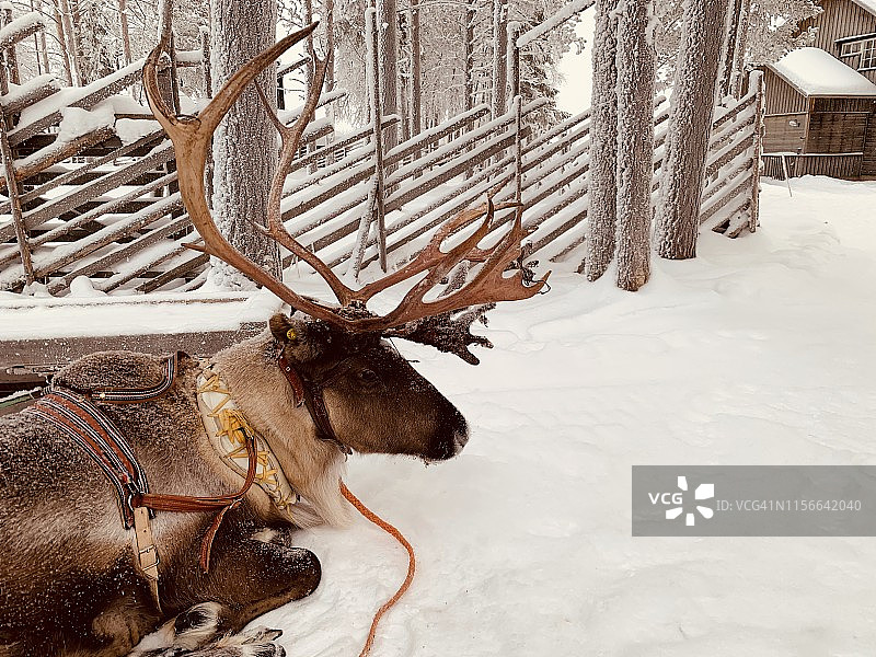 雪地驯鹿特写图片素材