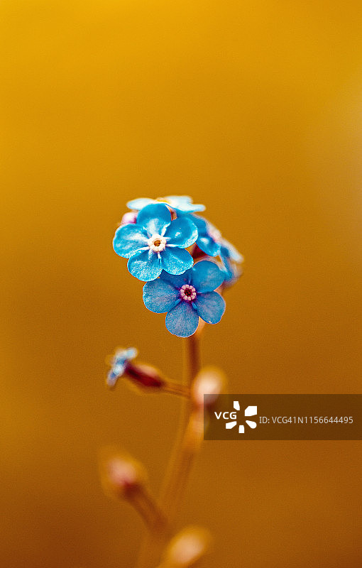 黄色背景上勿忘我蓝花特写图片素材
