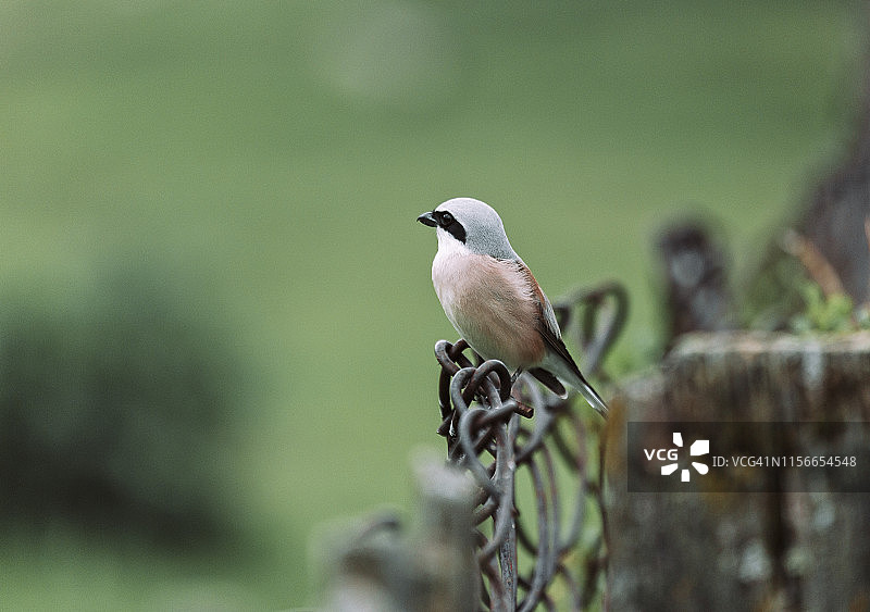 红背伯劳栖息在篱笆上图片素材