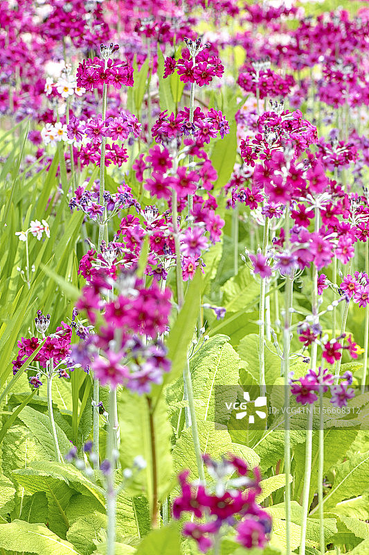 阳光下美丽的粉色报春花图片素材