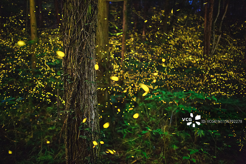 夜晚森林中发光的萤火虫图片素材