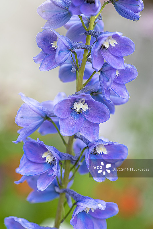 美丽的蓝色翠雀花特写图片素材