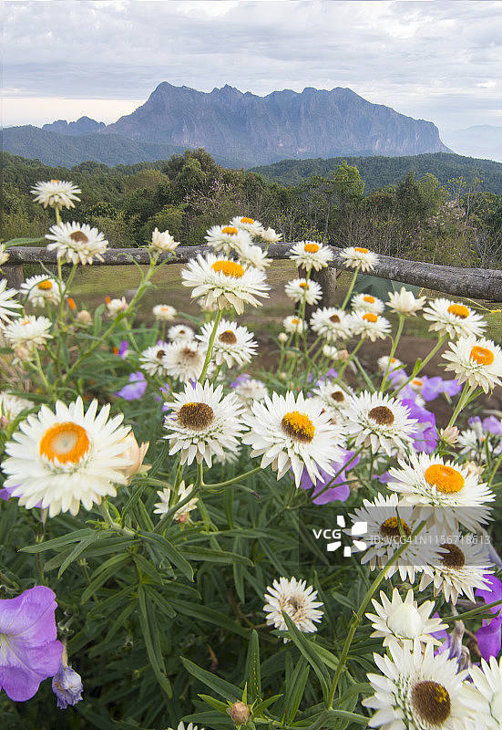 Doi Mae Taman的稻草花图片素材