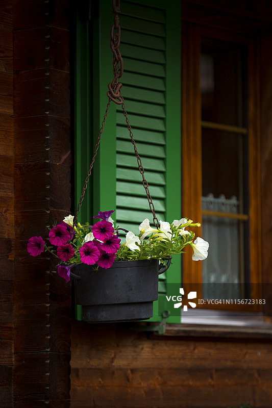 挂在绿色木制百叶窗外的花盆图片素材