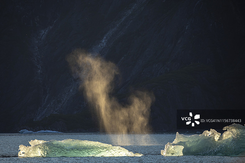 阿拉斯加东南部日落时座头鲸呼吸如雾图片素材