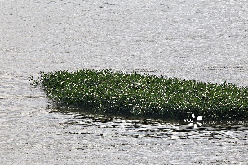 河流上的漂浮植被岛图片素材