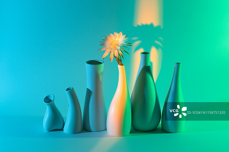 花瓶中仙人掌花的明亮光线投影图片素材