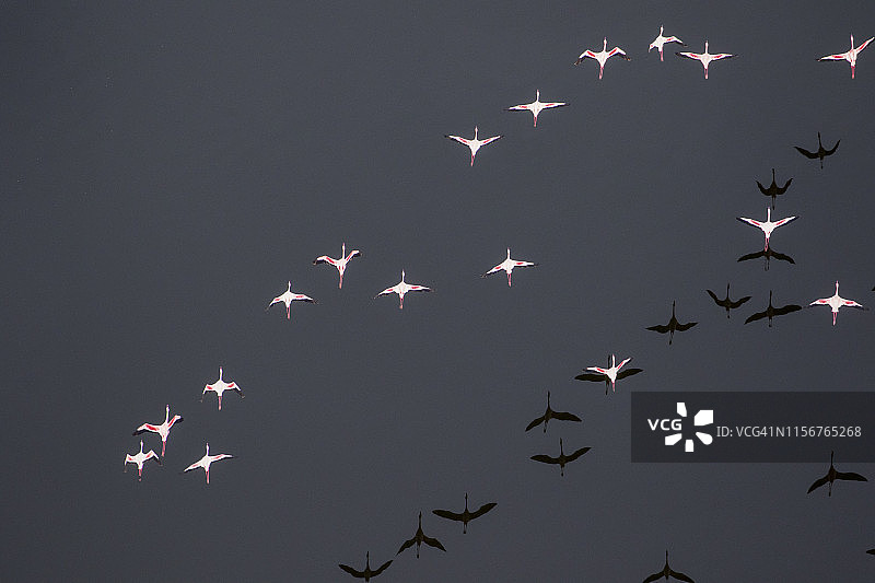 坦桑尼亚纳特龙湖火烈鸟航拍图片素材