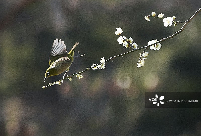 白眼鸟狩猎图片素材