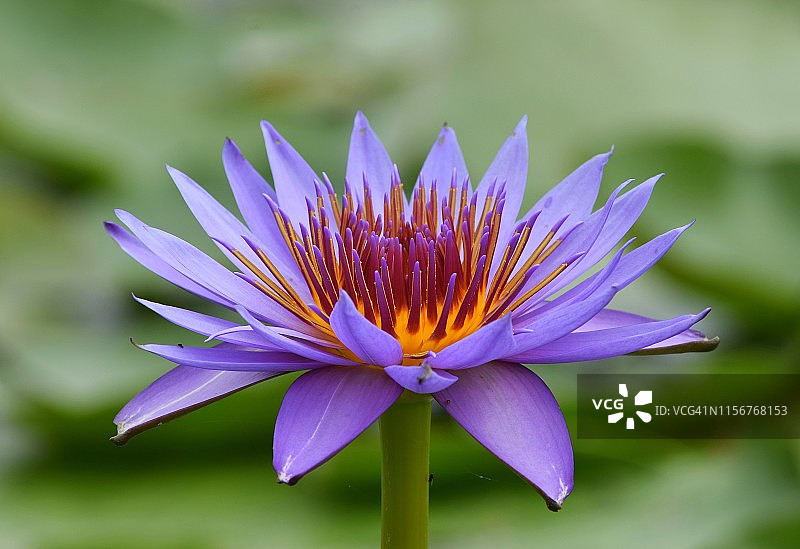 韩国咸阳郡相林公园睡莲特写图片素材