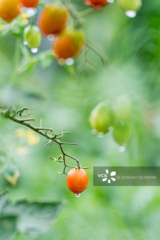 带露珠的樱桃番茄图片素材