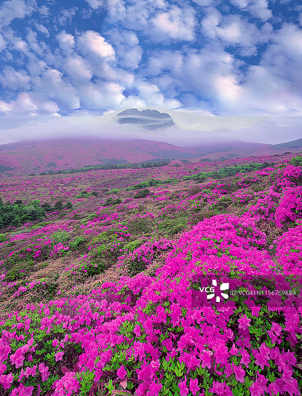 韩国济州岛汉拿山杜鹃花风景图片素材