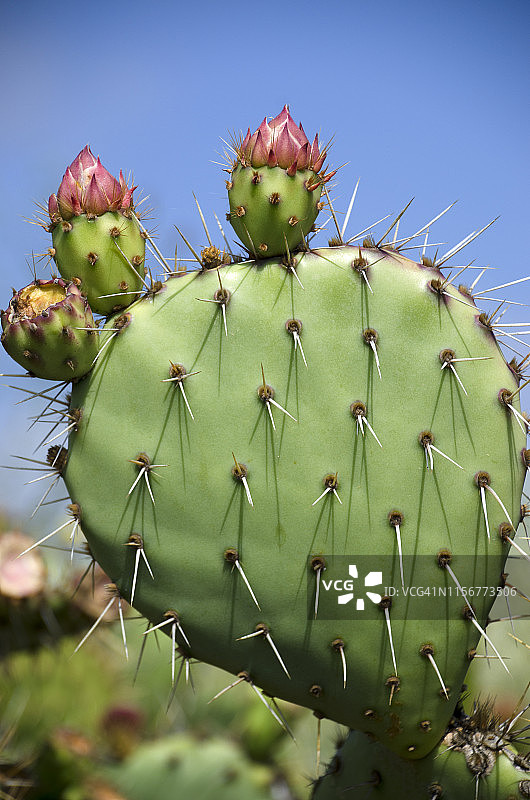 盛开的沙漠仙人掌图片素材