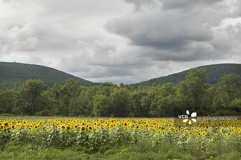 向日葵田图片素材