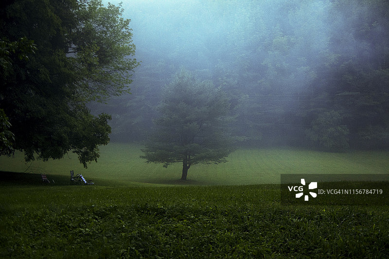 雾中的树图片素材