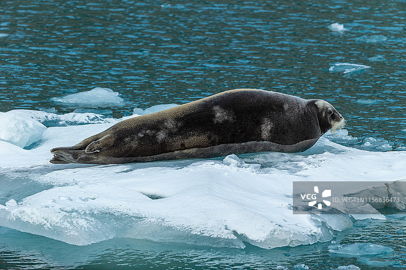 休息中的髯海豹图片素材