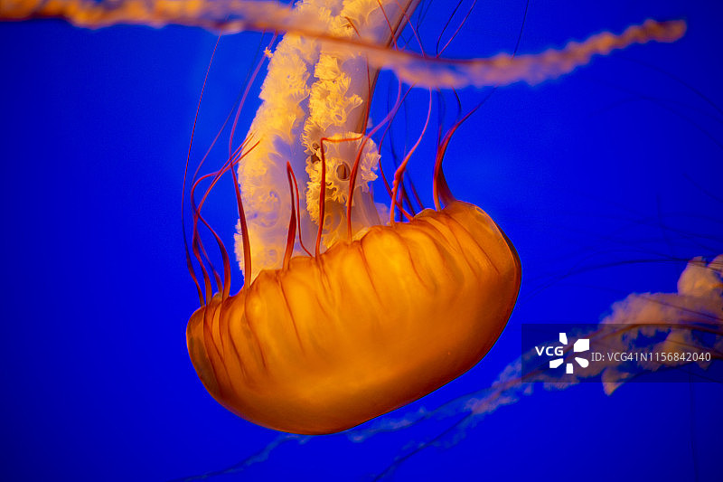 太平洋海荨麻图片素材