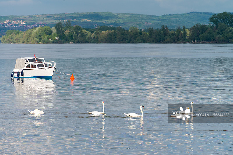 贝尔格莱德泽蒙多瑙河上的天鹅，塞尔维亚图片素材