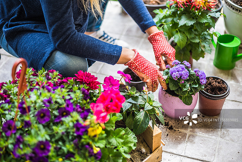 在花盆中种植彩色鲜花图片素材