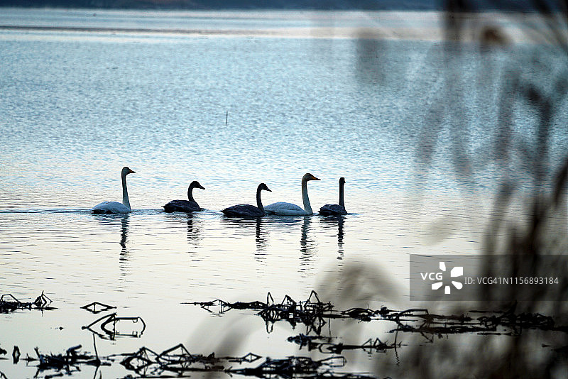 韩国昌宁郡牛浦湿地的天鹅家庭图片素材