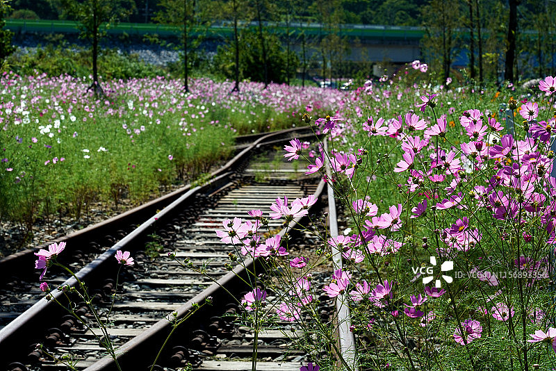 韩国河东郡的铁路与波斯菊花图片素材
