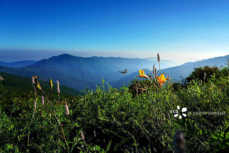 风景：韩国咸阳智异山顶盛开的萱草图片素材