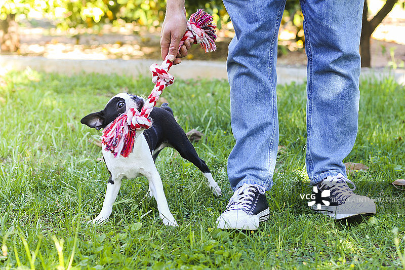 男子在田野里和波士顿梗犬幼犬玩耍图片素材
