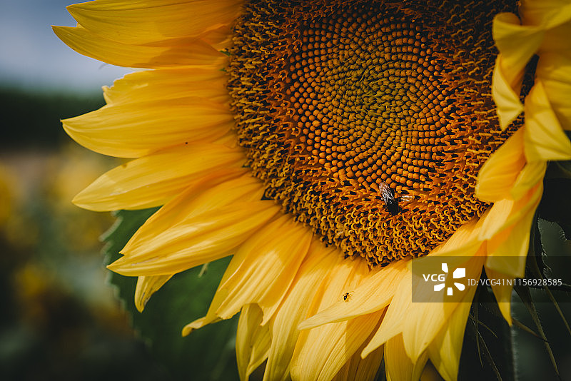 巨型向日葵上的蜜蜂特写图片素材