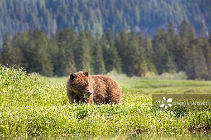 灰熊在河口草甸以莎草为食 - 加拿大不列颠哥伦比亚省大熊雨林图片素材
