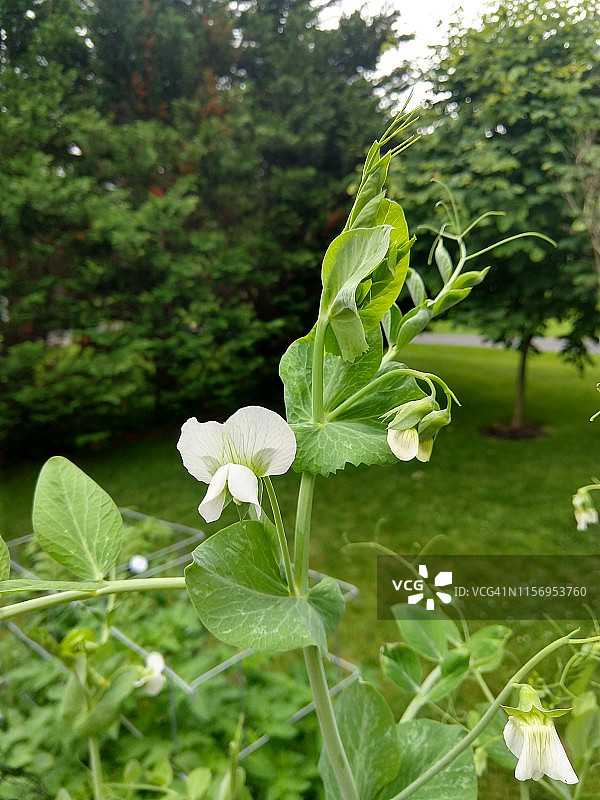 阿拉斯加豌豆图片素材