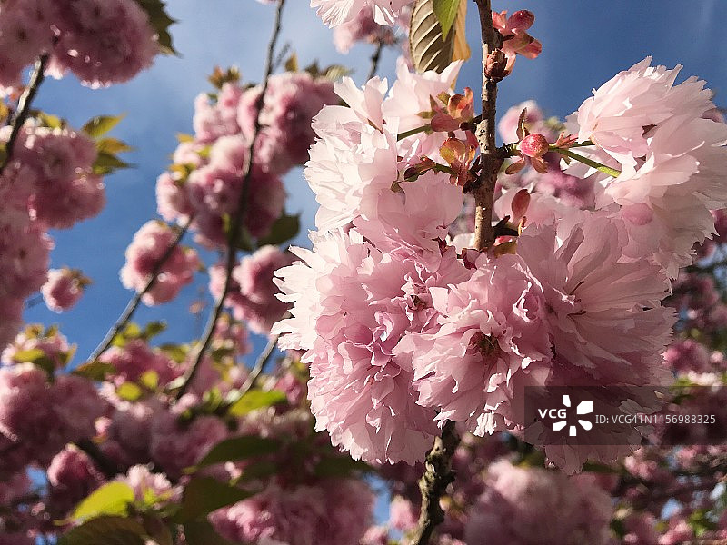 从下往上看粉红色的樱花，关山樱花树图片素材