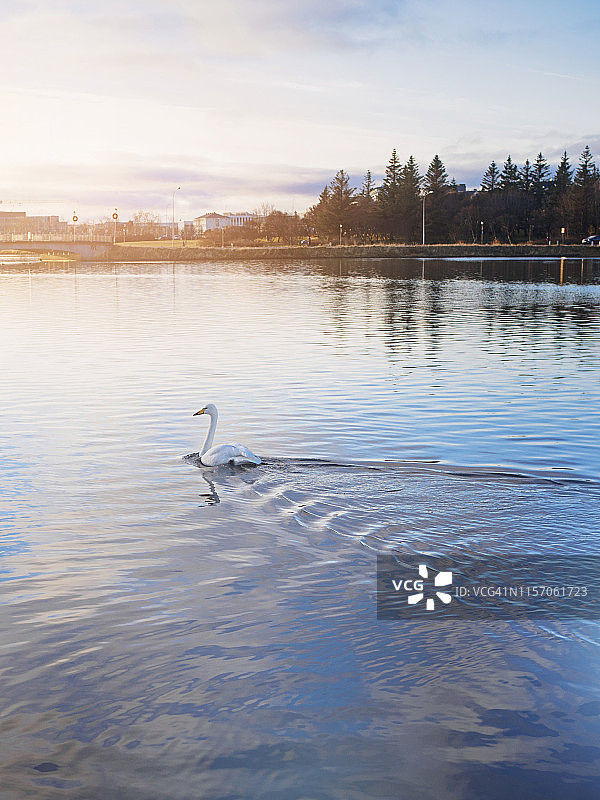 Tjornin湖图片素材