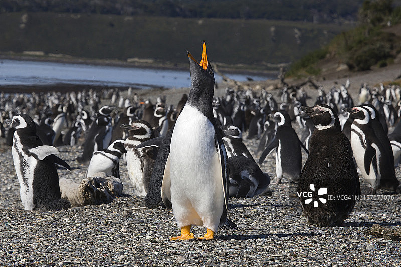 阿根廷乌斯怀亚的巴布亚企鹅和麦哲伦企鹅图片素材