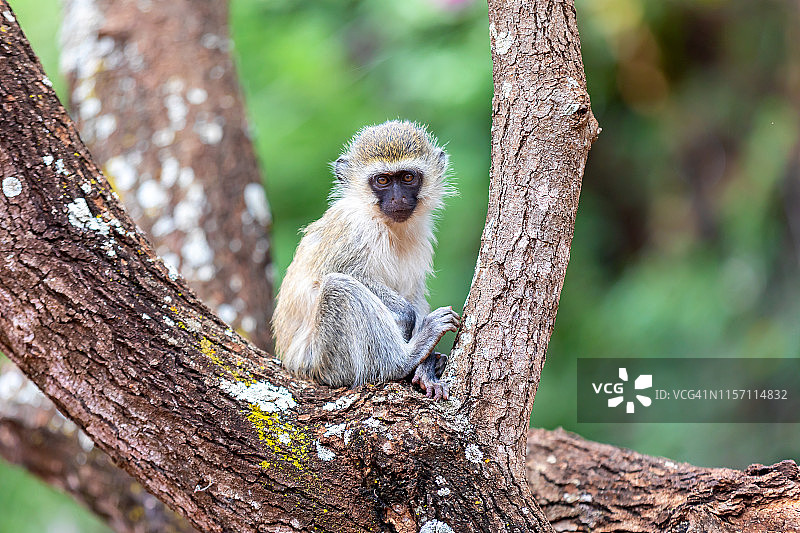 树上的小长尾猴图片素材