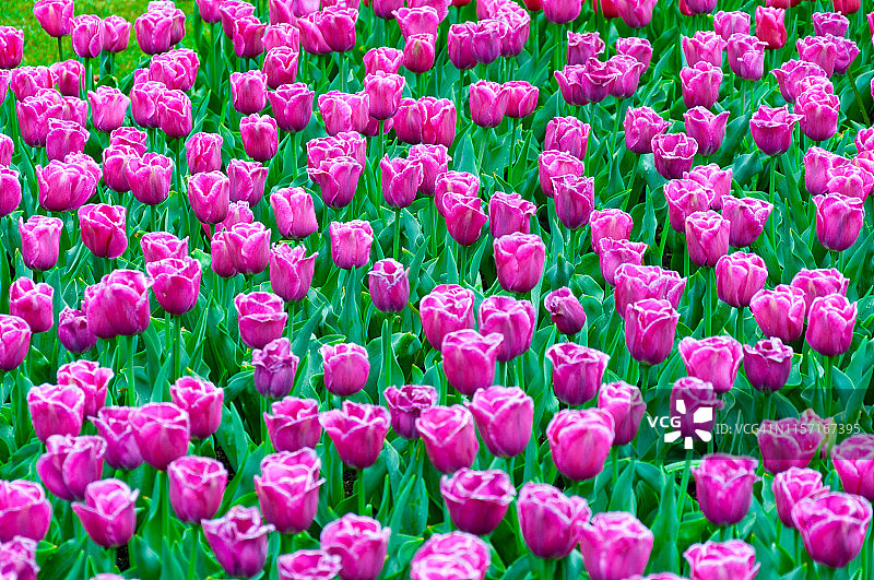 紫色郁金香花坛，紫色郁金香花田背景，春夏氛围图片素材