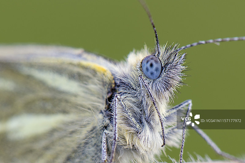 Pieris napi 绿脉白蝶图片素材