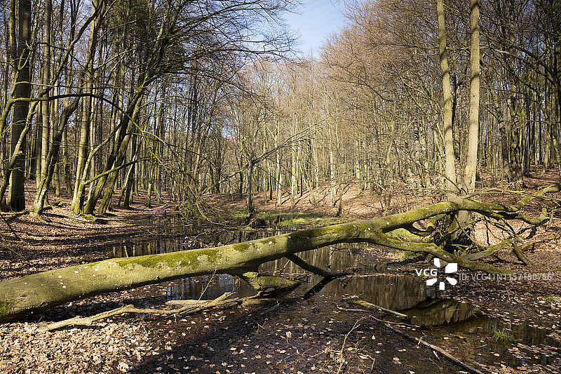 德国梅克伦堡-前波美拉尼亚州吕根岛亚斯蒙德国家公园湿地图片素材
