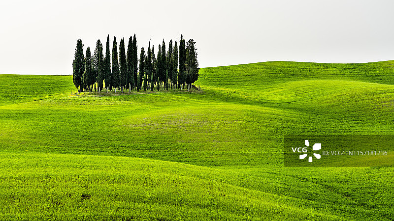 意大利托斯卡纳：丝柏树林美景图片素材