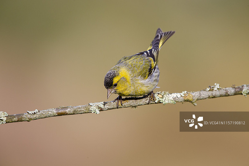 树枝上的欧亚金翅雀图片素材