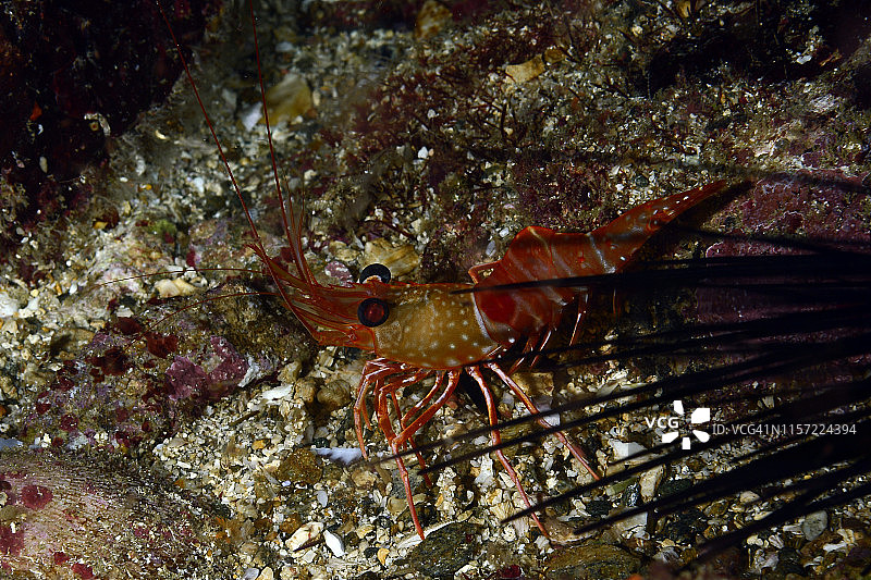 红夜虾图片素材
