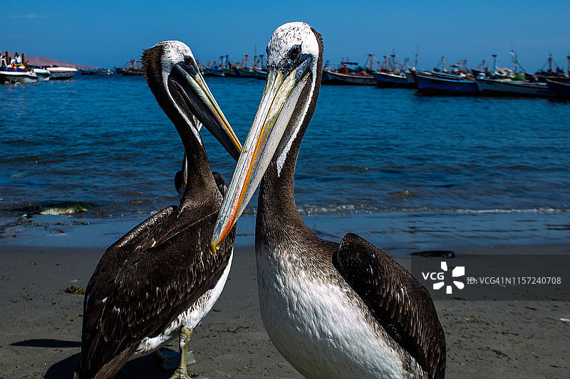 秘鲁鹈鹕图片素材
