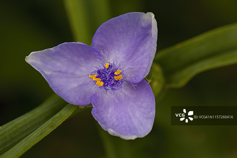 紫色三瓣花Tradescantia蜘蛛草花图片素材